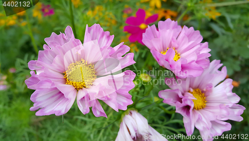 Image of Beautiful Cosmos flowers 