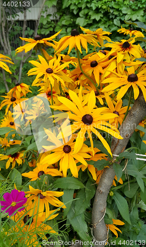 Image of Yellow flowers of Rudbeckia