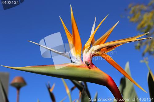 Image of Strelitzia Reginae flower against bly sky and bee sitting on it