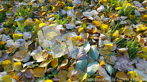 Image of Autumn background with green grass and fallen leaves