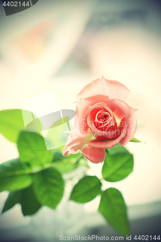 Image of Beautiful pink rose