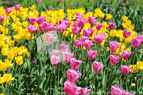 Image of Beautiful bright colorful tulips