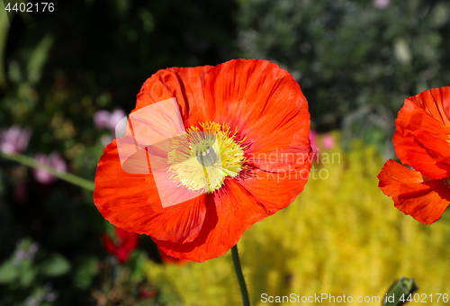 Image of Beautiful red poppy