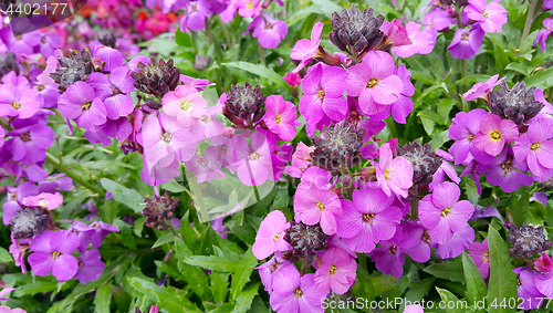 Image of Beautiful lilac flowers 