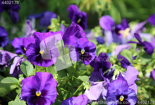 Image of Beautiful bright violet flovers 