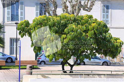 Image of Schefflera pueckleri, beautiful exotic tree, Menton, French Rivi