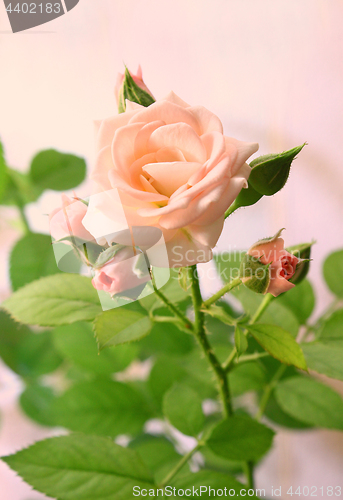 Image of Beautiful pink rose