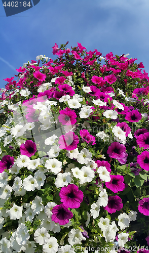 Image of Flowers of bright petunia