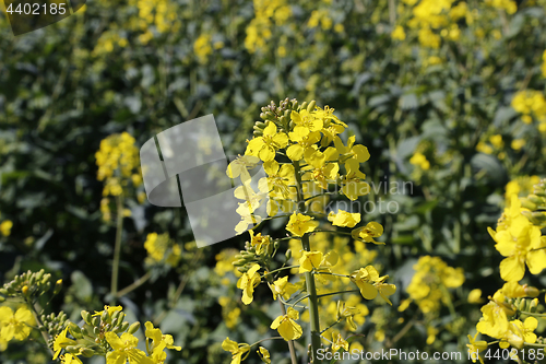 Image of Yellow flowers winter cress 