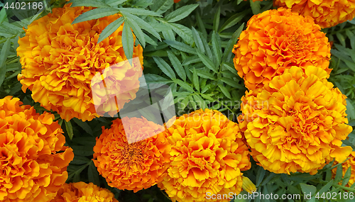 Image of Beautiful Marigolds (Tagetes) flowers