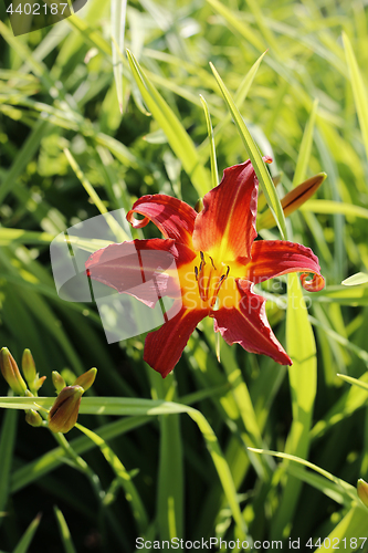 Image of Beautiful bright lily 