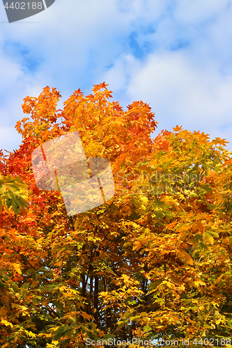 Image of Bright autumn branches of maple tree