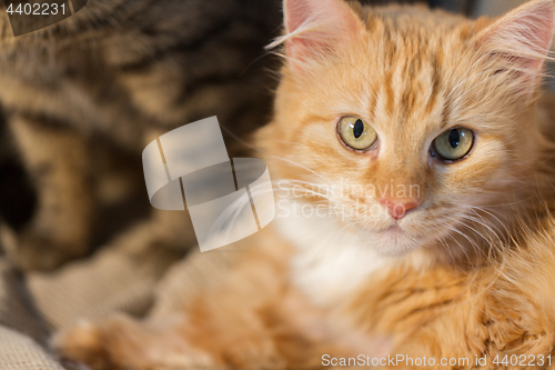 Image of close up of red tabby cat
