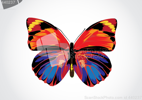 Image of Butterfly