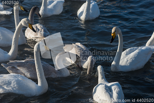 Image of Beautiful white whooping swans