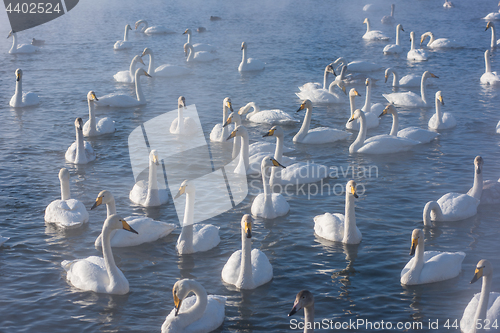 Image of Beautiful white whooping swans