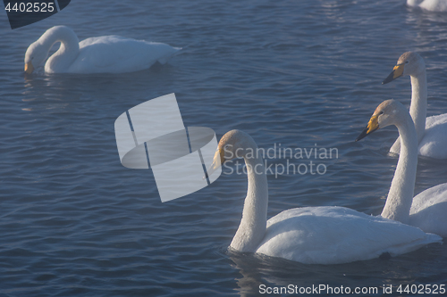 Image of Beautiful white whooping swans