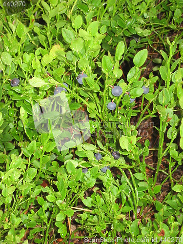 Image of Blue berries