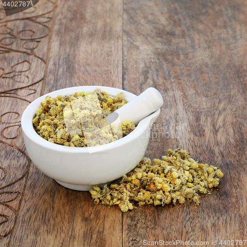 Image of Everlasting Herb Flowers  