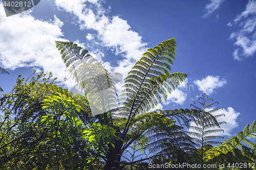 Image of typical fern at New Zealand