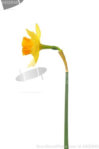 Image of Daffodil on white