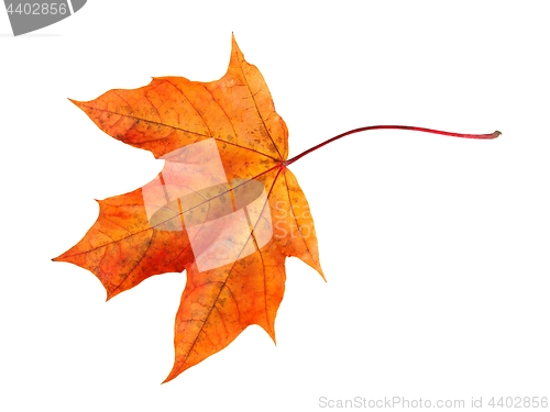 Image of Autumn maple leaf