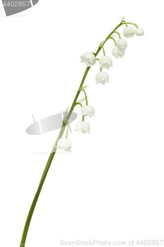 Image of Lily of the valley