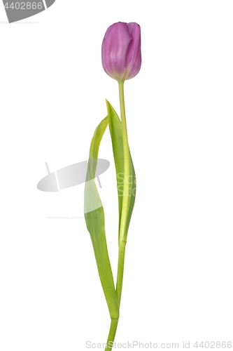 Image of Purple tulip on white