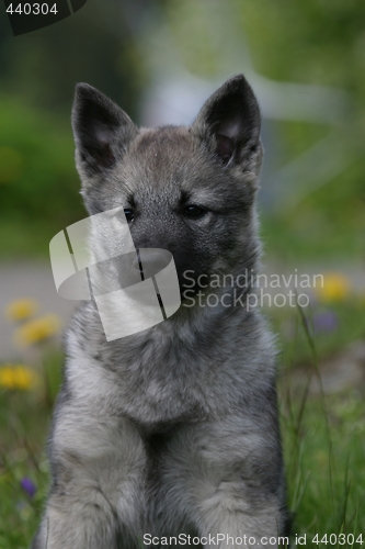 Image of Norwegian elkhound