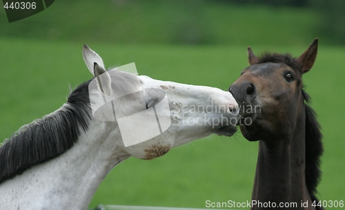 Image of Horses greeting