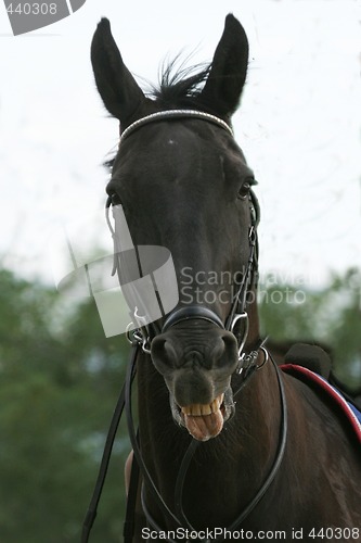 Image of Horse portrait