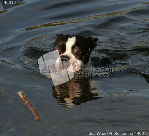 Image of Boston terrier