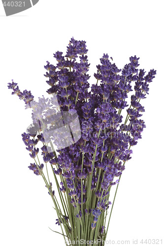 Image of Blooming Lavender