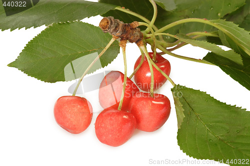 Image of Bough of Cherries