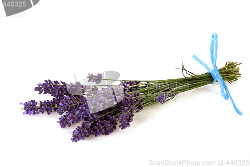 Image of Bunch of Lavender
