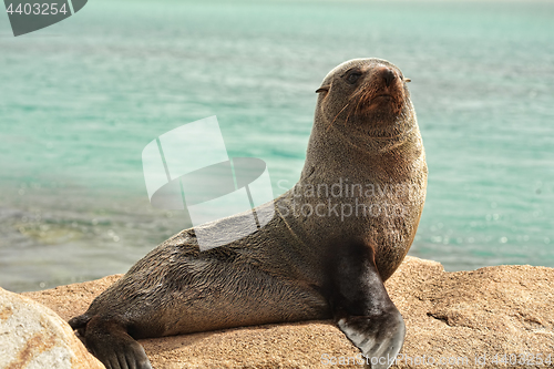 Image of Seal on the rocks