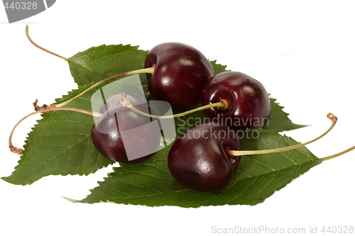 Image of Close Up of Black Cherries