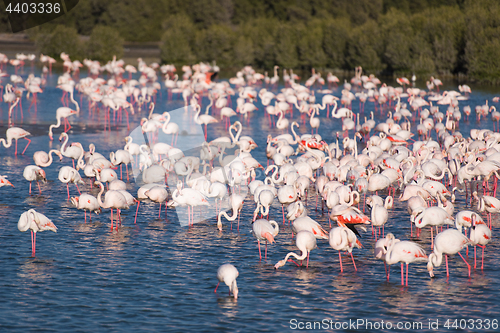 Image of Flock of adorable pink flamingos