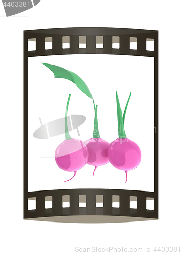 Image of Small garden radish isolated on white background. 3d illustratio