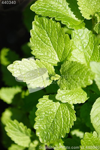 Image of Lemon Balm