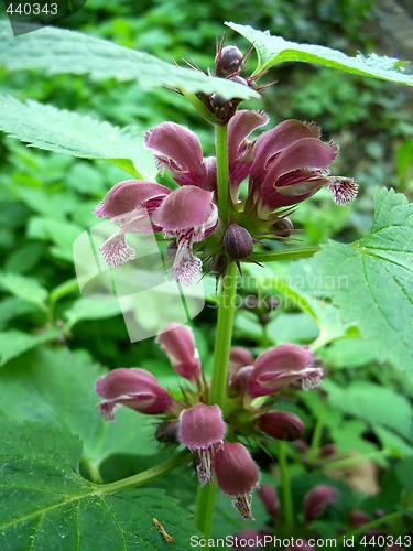 Image of Red Dead Nettle