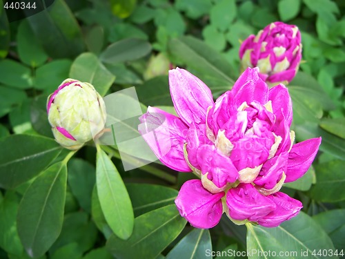 Image of Rhododendron