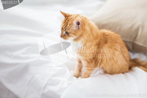 Image of red tabby cat at home in bed