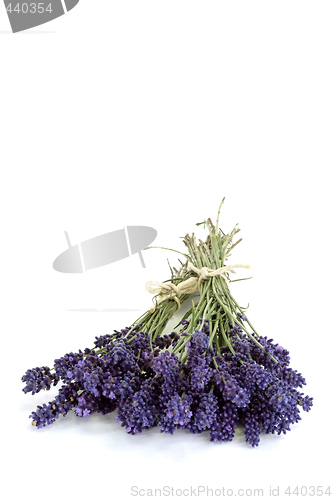 Image of Bouquet of Lavender