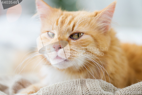 Image of red tabby cat lying on blanket at home in winter