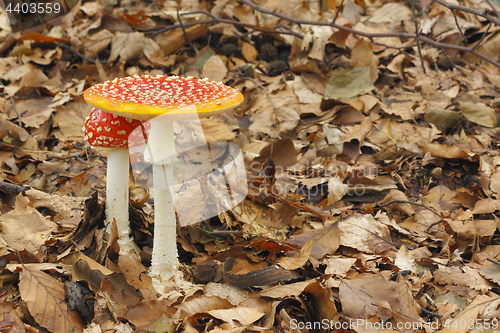 Image of Young and mature Fly Agaric (Amanita muscaria) mushrooms growing