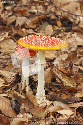 Image of Young and mature Fly Agaric (Amanita muscaria) mushrooms growing