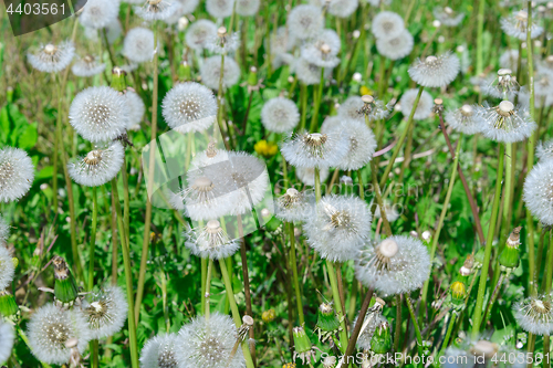 Image of A lot of dandelions 