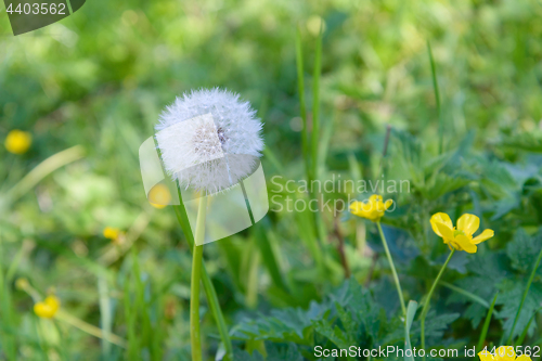 Image of Dandelion on a meadow