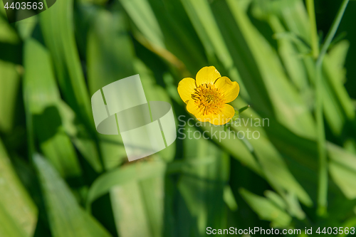 Image of Flower of the Buttercup acrid